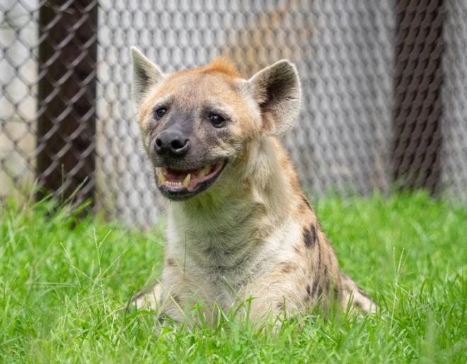 hyena