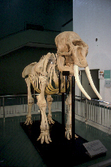 象の骨格標本