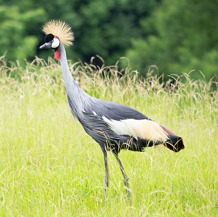 ホオジロカンムリヅル