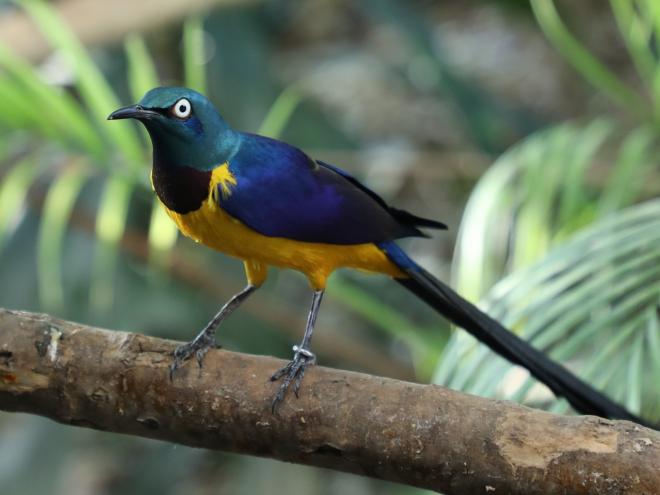 キンムネオナガテリムク