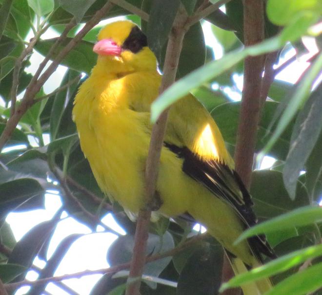 コウライウグイス