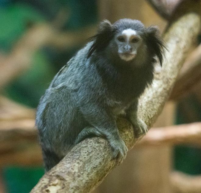 クロミミマーモセット