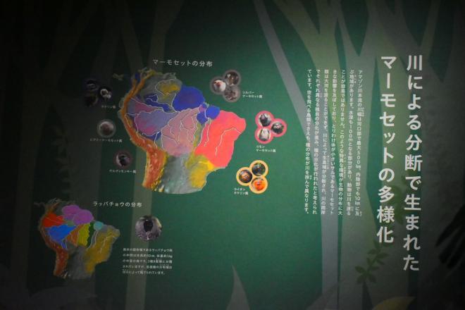 マーモセット壁面