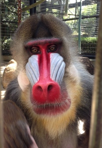 千葉市 千葉市動物公園 マンドリル