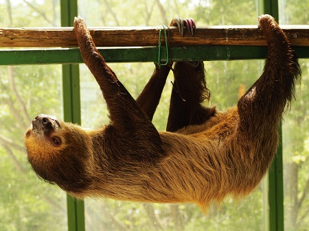 二タユビナマケモ