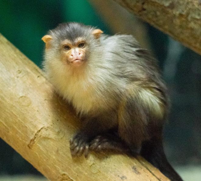 オグロマーモセット