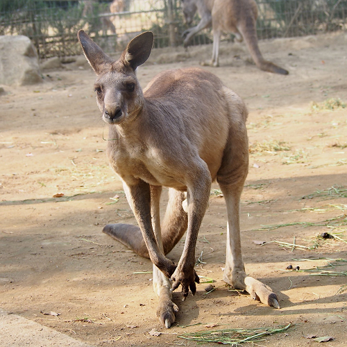 オオカンガルー