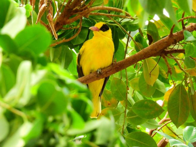 コウライウグイス