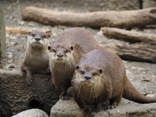 千葉市 千葉市動物公園 コツメカワウソ