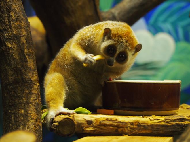 レッサースローロリス