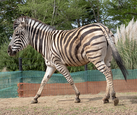 サバンナシマウマ