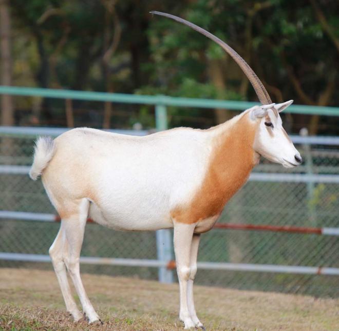 シロオリックス