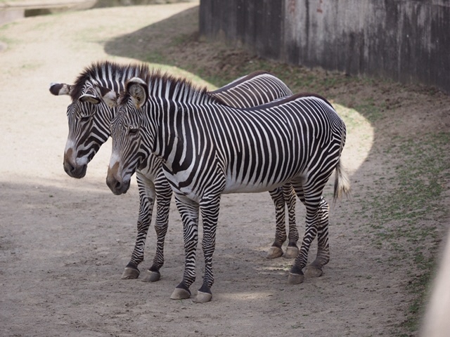 千葉市 千葉市動物公園 グレビーシマウマ