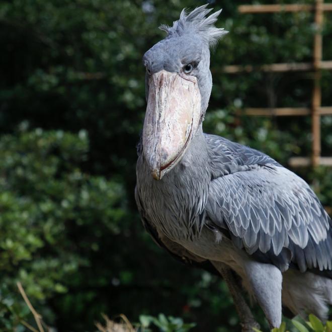 千葉市 千葉市動物公園 鳥類 水系ゾーン