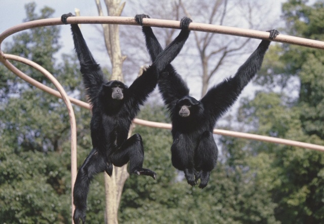 千葉市 千葉市動物公園 フクロテナガザル