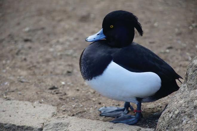 キンクロハジロ