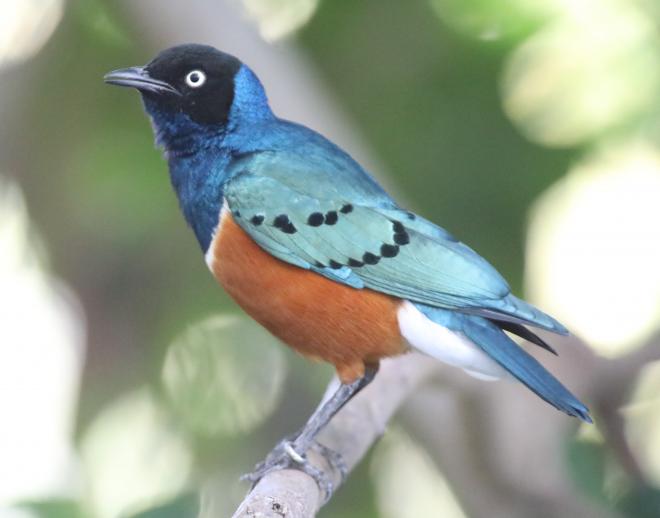 ツキノワテリムク