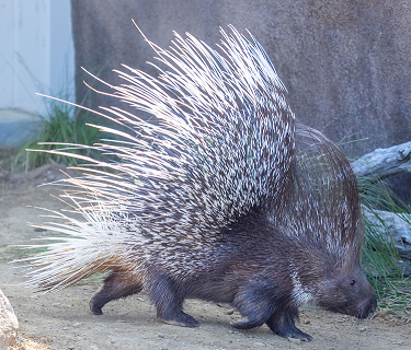 アフリカタテガミヤマアラシ