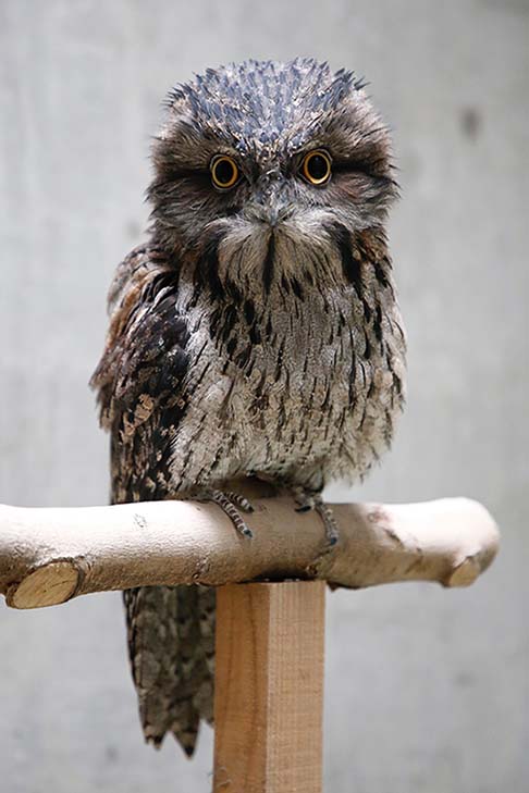 オーストラリアガマグチヨタカ